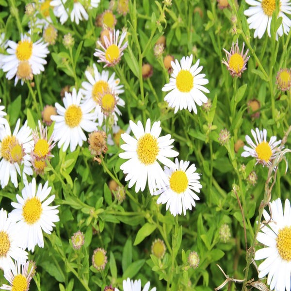 Aster (Aster ageratoides 'Ashvi') BIO