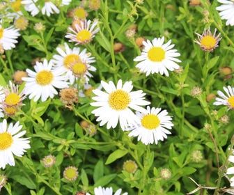 Aster (Aster ageratoides 'Ashvi') BIO