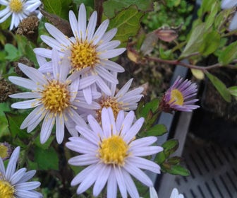Aster (Aster ageratoides 'Stardust')