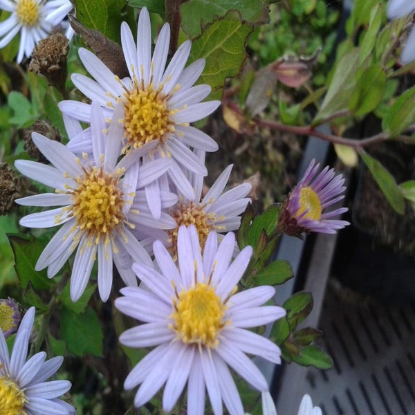 Aster ageratoides 'Stardust' (Aster)