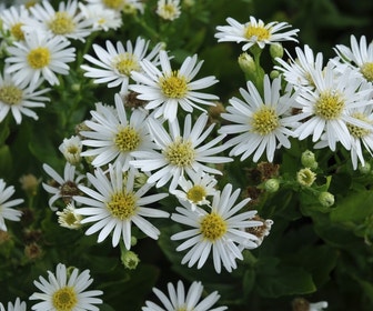 Aster (Aster ageratoides 'Starshine')