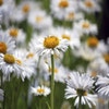 Aster (Aster alpinus 'Albus')