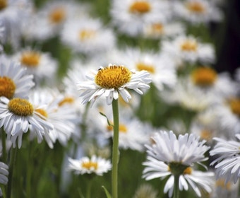 Aster (Aster alpinus 'Albus')