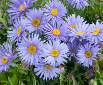 Aster (Aster alpinus 'Goliath')