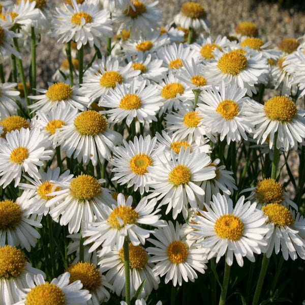 Aster (Aster alpinus 'White')