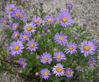 Aster (Aster ameellus 'Breslau')