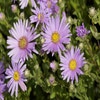 Aster (Aster amellus 'Rosa Erfüllung')