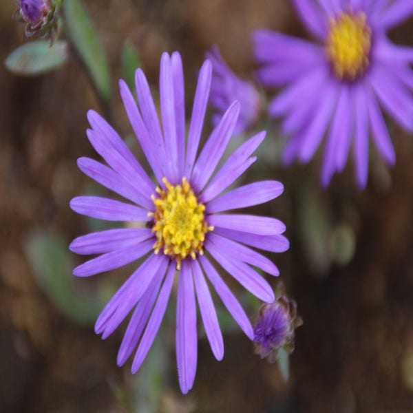 Aster amellus 'Veilchenkonigin'