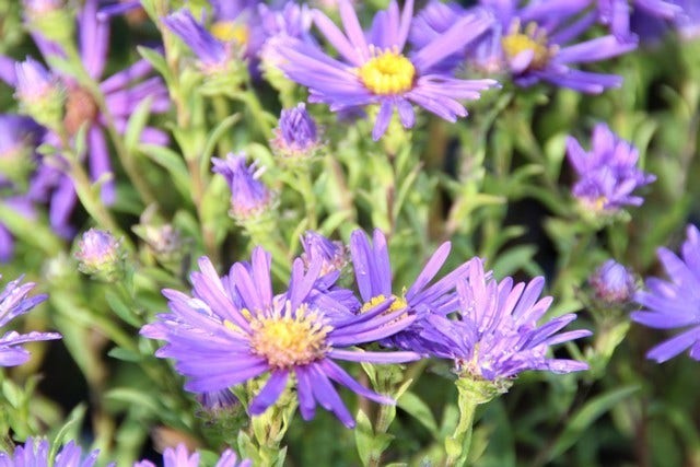 Aster