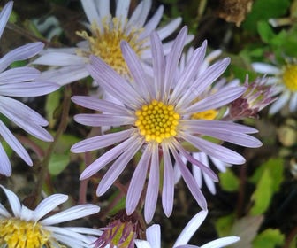 Aster (Aster ageratoides 'Asran') BIO