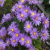 Aster (Aster dumosus 'Blaue Laguna')
