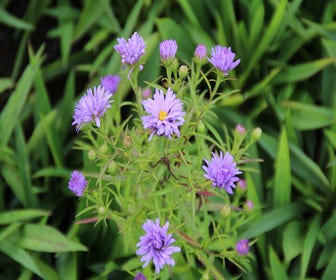 Aster (Aster 'Lady in Blue')