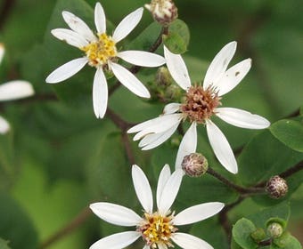 Aster (Aster divaricatus 'Tradescant')