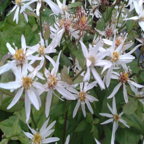 Aster divaricatus 