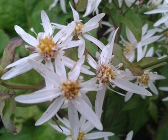 Aster (Aster divaricatus)
