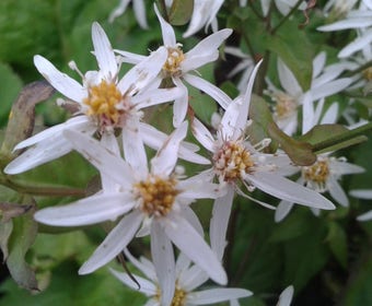 Aster (Aster divaricatus)