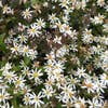 Aster (Aster divaricatus 'Beth Chatto')