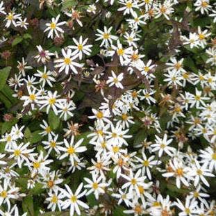 Aster (Aster divaricatus 'Beth Chatto')