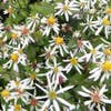 Aster (Aster divaricatus 'Eastern Star')