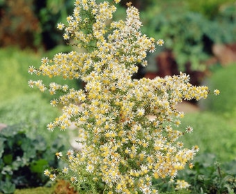 Aster (Aster ericoides 'Golden Spray')
