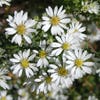 Aster (Aster ericoides 'Schneetanne')