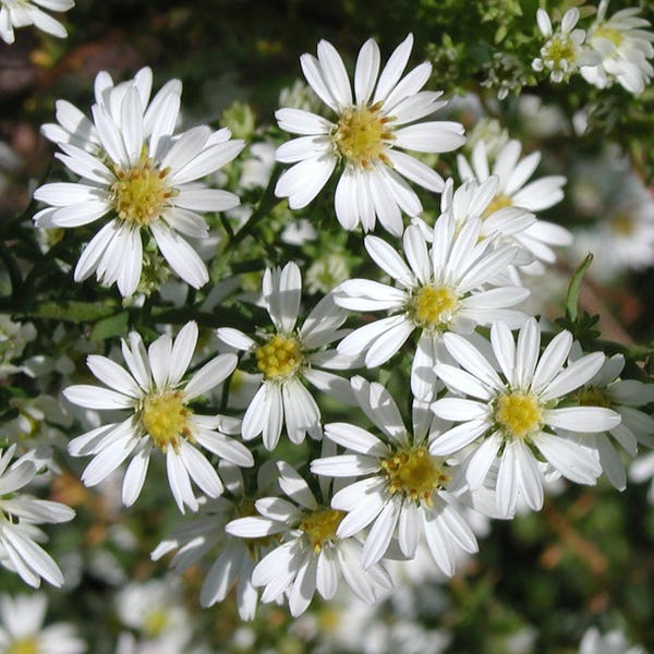 Aster (Aster ericoides 'Schneetanne')