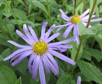 Aster (Aster frikartii 'Wunder von Stäfa')