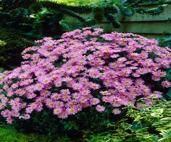 Aster (Aster 'Herbstgrüss von Bresserhof')