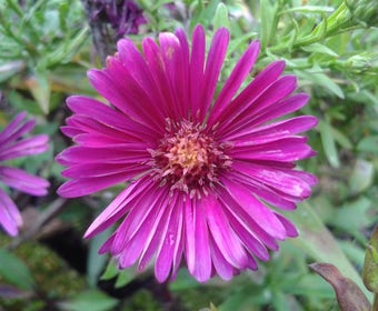 Aster (Aster 'Jenny')