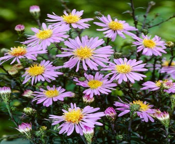 Aster (Aster laevis 'Calliope')