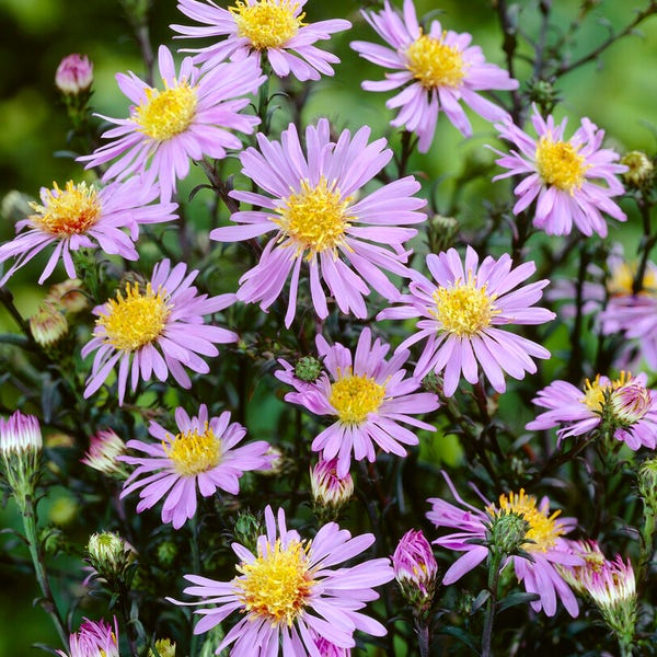 Aster (Aster laevis 'Calliope')