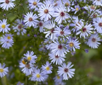 Aster (Aster 'Little Carlow')