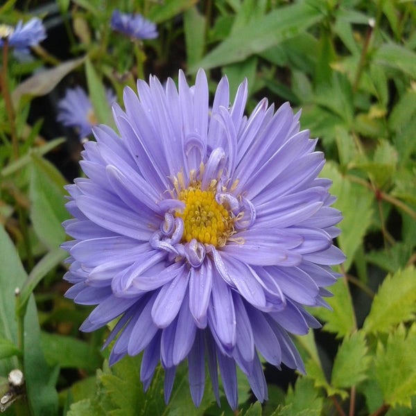 Aster novi-belgii 'Marie Ballard'