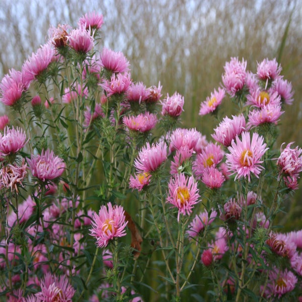 Aster (Aster n.a. Rosa Sieger)