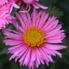 Aster (Aster n.a. Rosa Sieger)