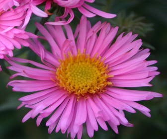 Aster (Aster n.a. Rosa Sieger)