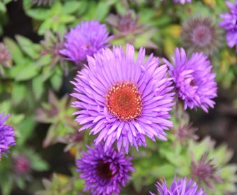 Aster (Aster novi-angliae 'Purple Dome')