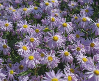 Nieuw nederlandse aster (Aster novi-belgii 'Fellowship')