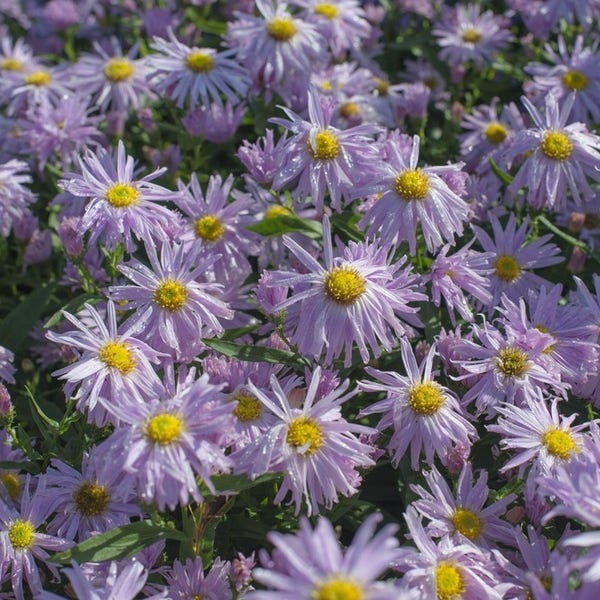 Nieuw Nederlandse Aster Aster Novi belgii Fellowship nieuw-nederlandse-aster-aster-novi-belgii-fellowship