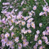Aster (Aster 'Pink Star')