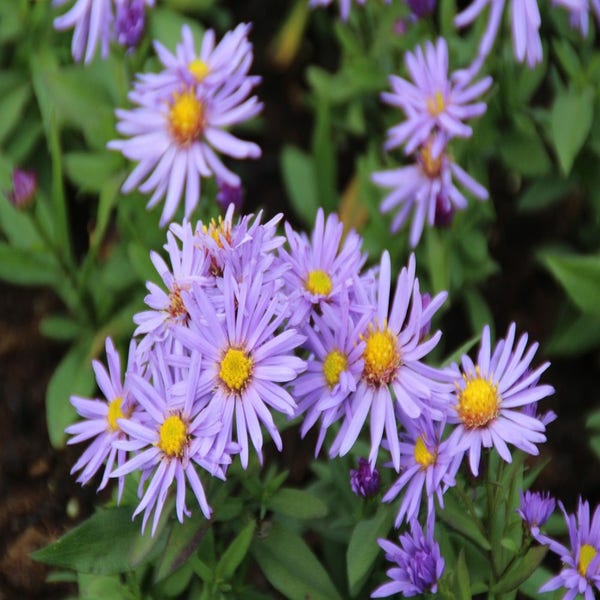 Helen Tank - Aster