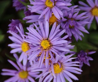 Aster (Aster 'Professor Anton Kippenberg')