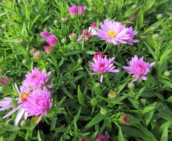 Aster (Aster 'Rosenwichtel')