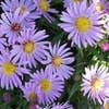 Aster (Aster 'Wood 's Light Blue')