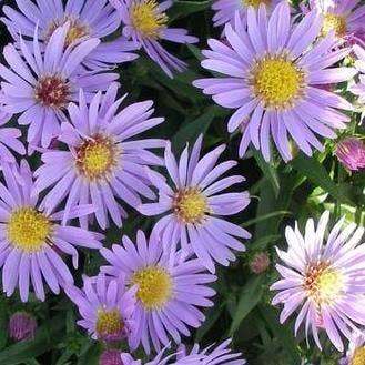 Aster (Aster 'Wood 's Light Blue')