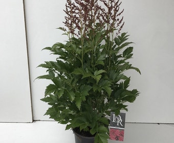 Spiraea (Astilbe 'Henry Noblett')