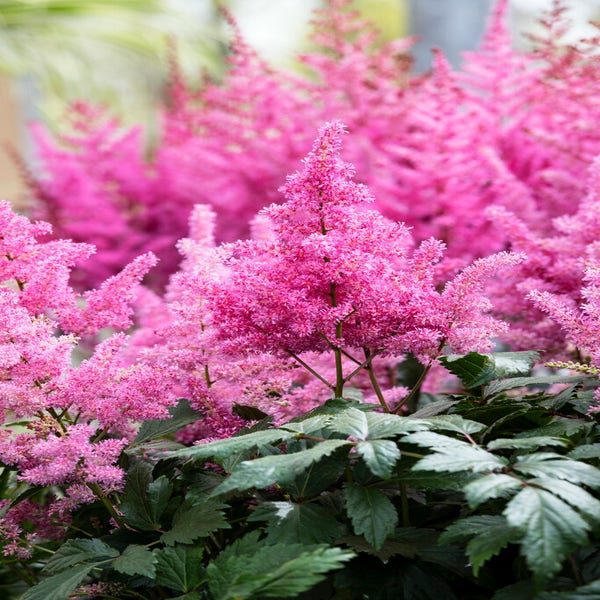 Spirea (Astilbe 'Bonn')