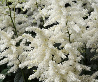 Spirea (Astilbe 'Brautschleier')