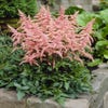 Spirea (Astilbe 'Bressingham Beauty')