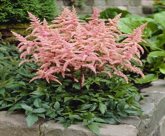 Spirea (Astilbe 'Bressingham Beauty')